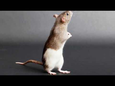 How to Show a Rat | Pet Rats