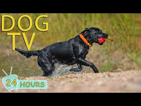 DOG TV: Ultimate Anti-Anxiety & Fun Videos Keep Dogs Happy When Left Home Alone - Best Music for Dog
