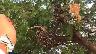 Where did the Crown of Thorns Come From?