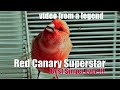 Canary S Most Powerful Song For Training Canary Superstar