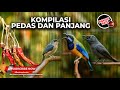 Masteran Kompilasi Cucak Cungkok Gacor Vs Rambatan Paruh Merah Gacor Vs Srigunting Abu Abu Gacor