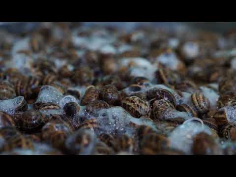 Estrazione Bava di Lumaca Helix Cherasco e produzione S'agapó cosmetici