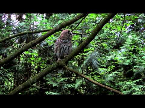 Young Barred owl fanning its tail feathers.