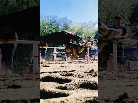 #galgos #dogs #video #slowed #motion #south #chile #lonquimay #araucania