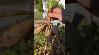 Download lagu Digging up Dahlia tubers! mp3 Download lagu Digging up Dahlia tubers! mp3