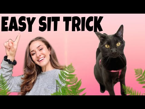 TEACH YOUR CAT TO SIT: Super Easy!!