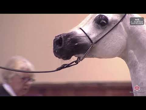 N 65 PLATYNA NA   European Championship 2023   Mares 7 9 Years Old Class 8