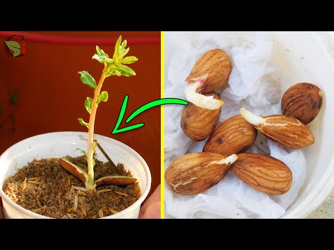 HOW TO GROW ALMOND TREE FROM ALMOND AT HOME?