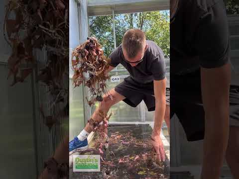 Pulling Red Tiger Lotus  #plant #aquariumgardens #fishtank