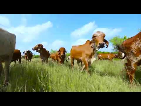 download lagu mp3 mp4 Gauseva Products, download lagu Gauseva Products gratis, unduh video klip Gauseva Products