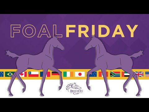 Foal Friday: Stopchargingmaria and Gun Runner's Colt