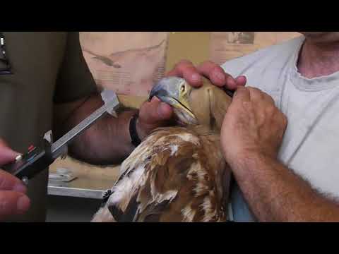 Grefa. Anillamiento y colocación GPS rapaces