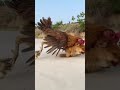 Chicken 🐔 attacking puppy for eating its egg