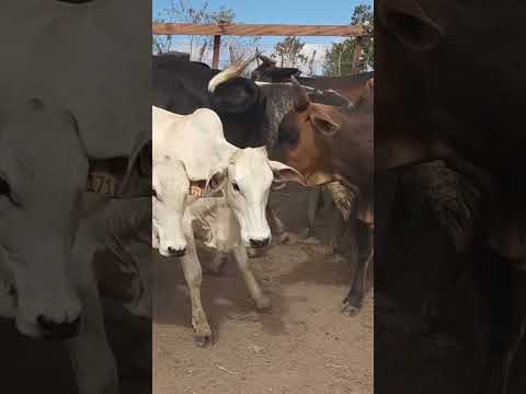 Vacada gorda à venda em Panelas-PE