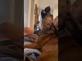 Molly, calling for Poppa