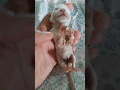 the mother cat abandoned her newborn  babies