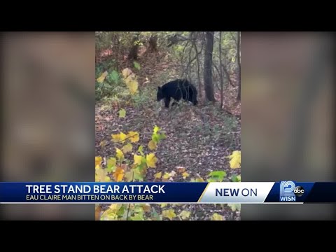 Minor League Baseball Player Was Attacked By Bear