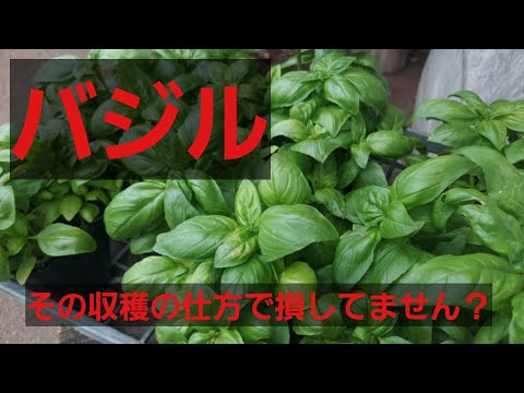 バジルを正しく収穫して保存する 植物