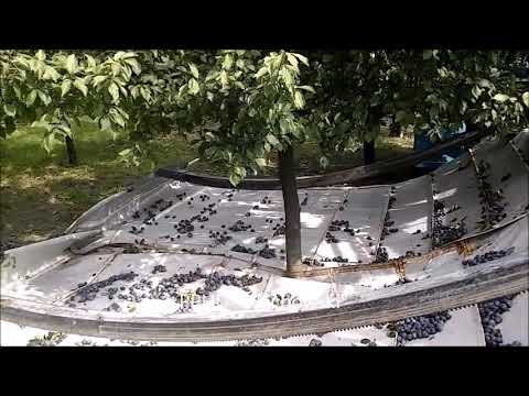 Wachowski Tornado Radius ACV01 hajlított ponyvás automata gyümölcsbetakarítógép