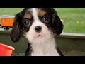 Cute Puppies Sing Twinkle Twinkle Little Star