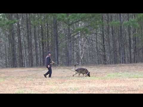 Lupo Jabina NK9 vom Norrishaus Tracking