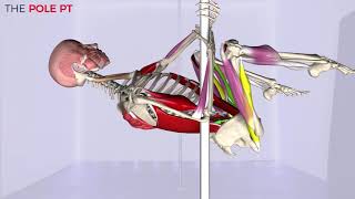 Pole invert: the muscles, anatomy and biomechanics of pole!