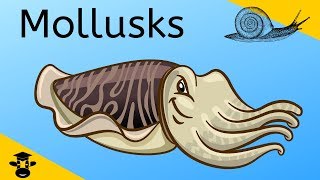 Mollusca | Gastropods-Bivalves-Cephlapods |