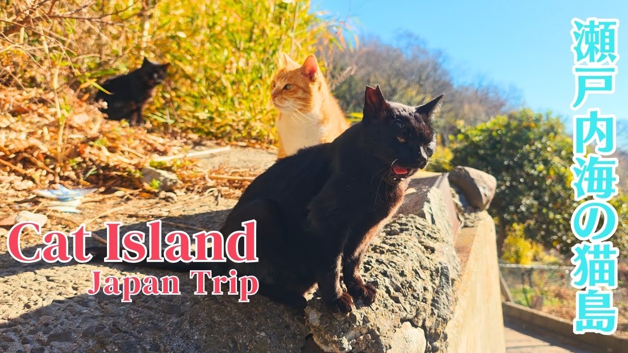 A Day Trip to a Friendly Cat Island in Japan | Ogijima, Venue of the Setouchi Triennale | 男木島 猫島