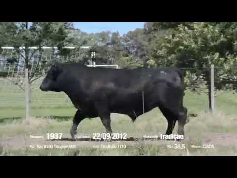 14º Remate Só Angus - Tradição. Tat.: 1937