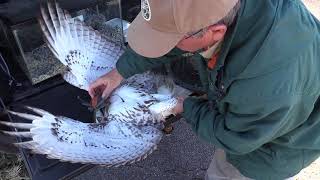 Red-Tailed Hawk Capture