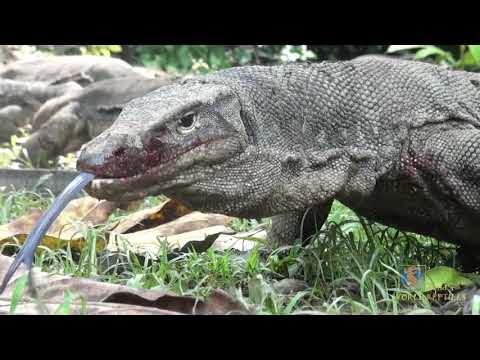 Close encounter with a group of Water Monitors, the worlds second largest species of lizard!