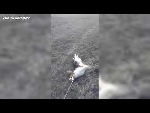 ПОШЛИ ЗА ПИВОМ - РЖУ С ЭТОЙ СОБАКИ