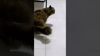Download lagu Gangguin Kucingmu Pakai Video Ini - Suara Kucing Betina Birahi mp3 Download lagu Gangguin Kucingmu Pakai Video Ini - Suara Kucing Betina Birahi mp3