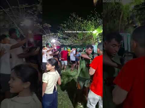 Festa Gado Bravo - Araioses Maranhão