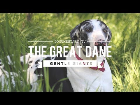 GENTLE GIANT ALERT! The Surprising Truth About Great Danes