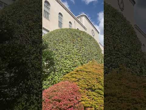 See Kobe U - 彩り / Coloration