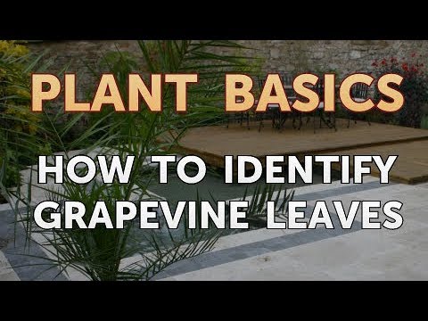How to Dry an Overwatered Plant