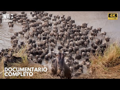 EPIC MIGRATIONS - The Wild Cycle That Never Stops | Animal Documentary