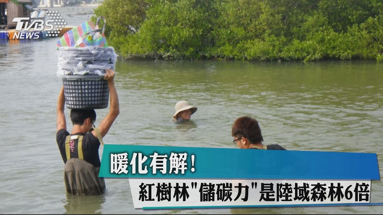 暖化有解! 紅樹林「儲碳力」是陸域森林6倍