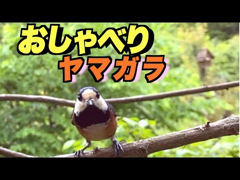 ヤマガラインコについて詳しく解説