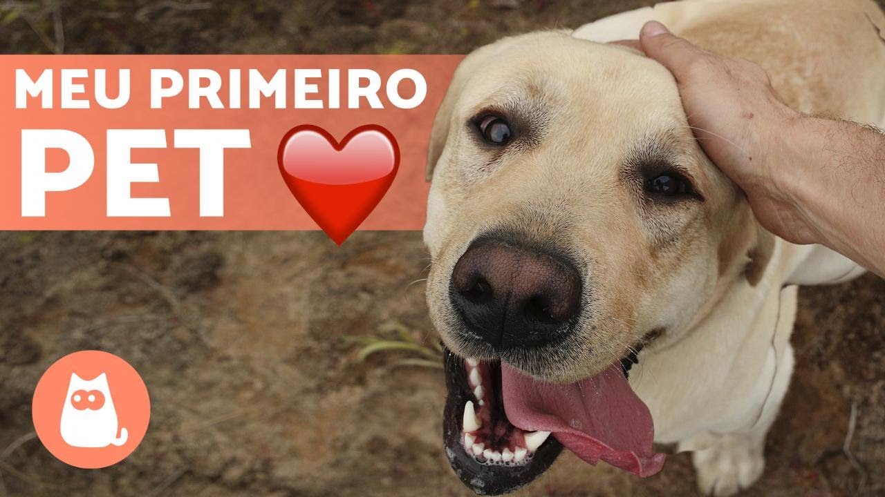 5 MELHORES RAÇAS DE CACHORROS para INICIANTES ✅ (a última é a melhor)
