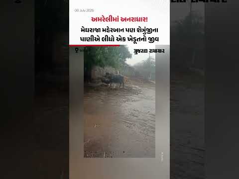 અમરેલીમાં અનરાધાર! મેઘરાજા મહેરબાન પણ શેત્રુંજીના પાણીએ લીધો એક ખેડૂતનો જીવ અમરેલીમાં અનરાધાર! મેઘરાજા મહેરબાન પણ શેત્રુંજીના પાણીએ લીધો એક ખેડૂતનો જીવ