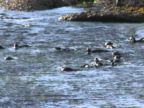 Why are African penguins important to the ecosystem?