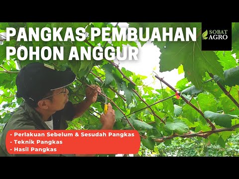 , title : 'Cara Pangkas Pembuahan Anggur (Persiapan, Teknik, Hasil) - How to Prune a Grape/Vine'