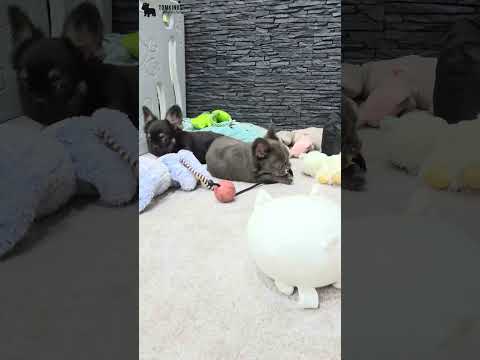 Video 1
