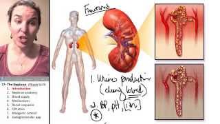 Nephron 1- Introduction