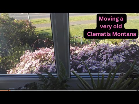 Can you move a very old Clematis Montana?