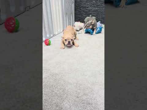 Video 6