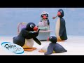 Pingu Is Thankful Fisher Price Cartoons For Kids