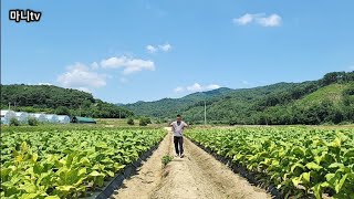 요즘 담배농사는 이렇게 합니다.#담배 #캄보디아 #시골일당